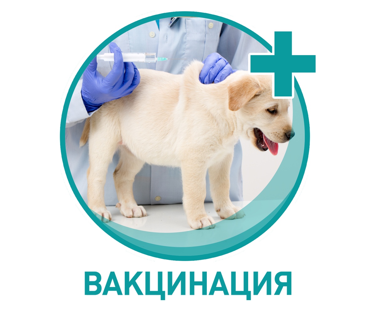 Вакцинация животных.