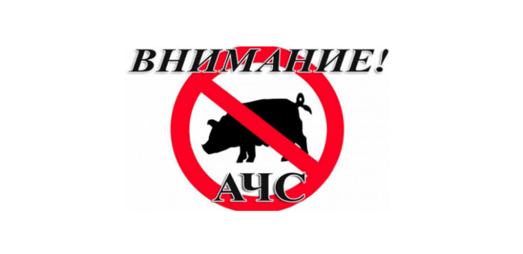 Африканская чума свиней. Африканская чума свиней.
